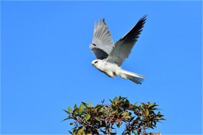 ​方尾鸢：方尾鸢属的一个物种（生存在热戴丛林之中）