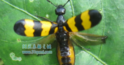 ​斑蝥:世界上毒性最强的甲虫 它有什么功能与效率?