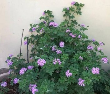 ​蚊子怕什么植物气味（蚊子不敢靠近的7种植物）