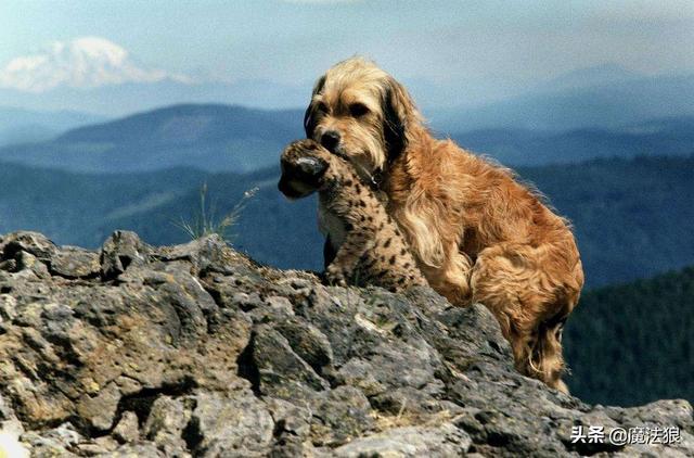 最感人的十部犬电影 关于犬题材的14部佳片推荐(3)