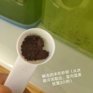 ​丰年虾卵孵化最佳方法（怎样正确保存和孵化丰年虾卵）