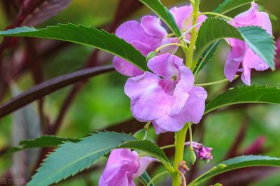 ​凤仙花的种植方法要求（凤仙花的栽培技巧）