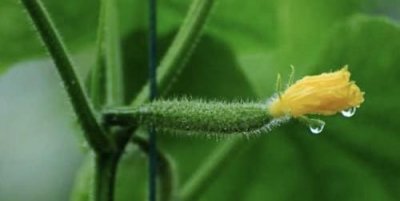 ​黄瓜种植技术，黄瓜种植技术与管理方法？