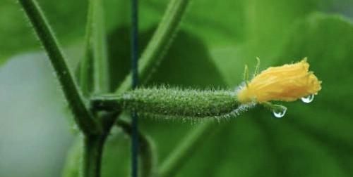 黄瓜种植技术，黄瓜种植技术与管理方法？图1