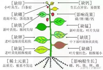 ​果树修剪技术管理方法（最全果树修剪技术及注意事项）