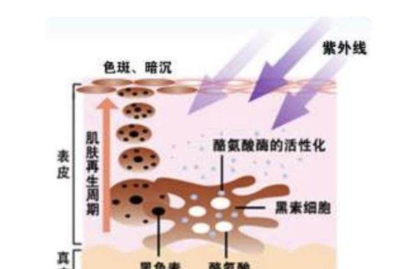 酪氨酸酶的食物有哪些,富含酪氨酸酶的食物有哪些图1