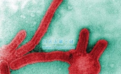 ​马我堡病毒的传布道路及防止 与埃专拉一般致命的病毒