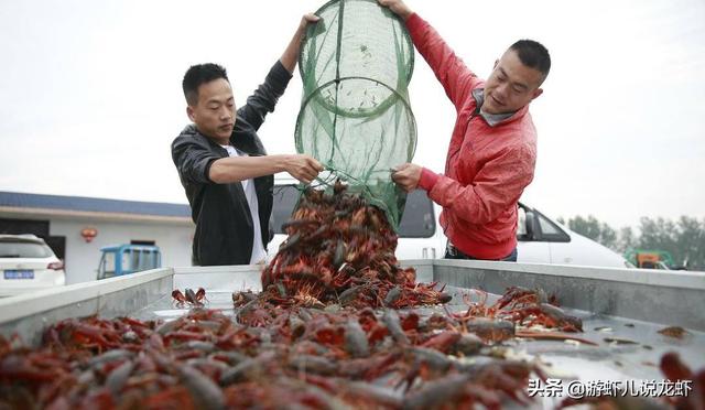 全国小龙虾地图出炉（十大小龙虾产地之盱眙县）(4)