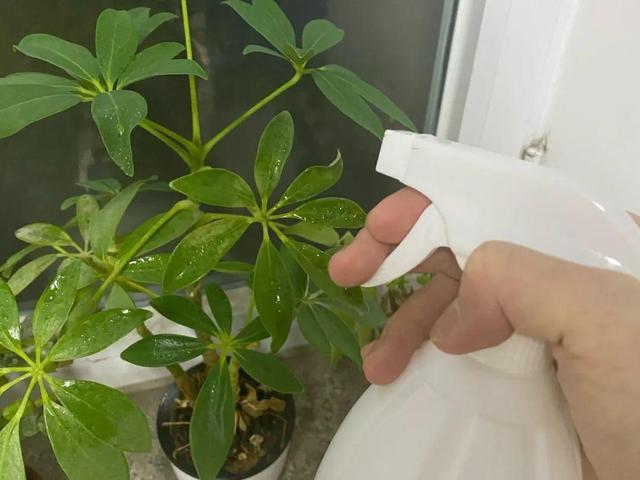 正确的给花浇水方法（给花浇水要小心）(3)