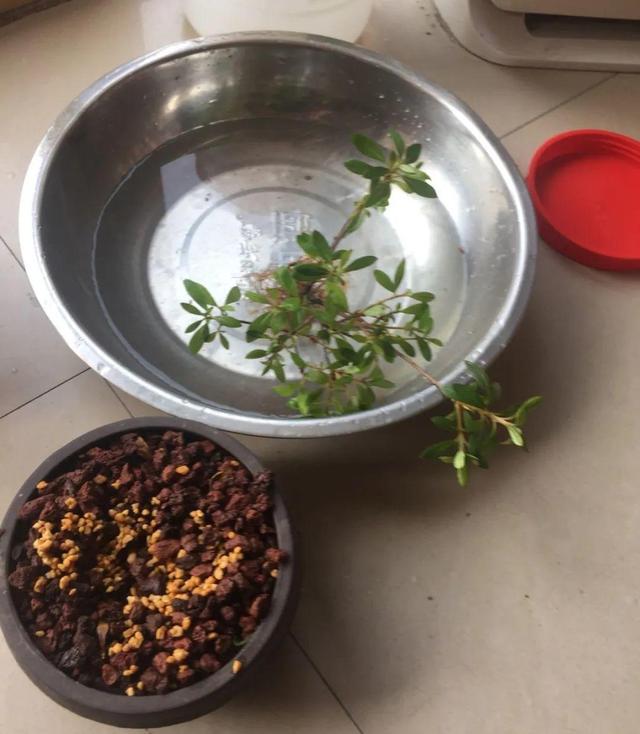 正确的给花浇水方法（给花浇水要小心）(4)