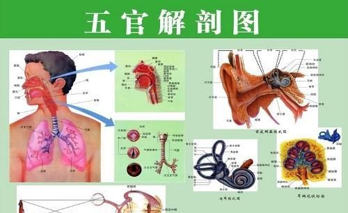 五官指的是什么