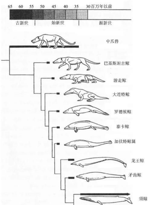 鲸鱼是鱼吗，鲸鱼是逍遥游“北冥有鱼，其名为鲲”中的鲲吗？鲲是什么？图5