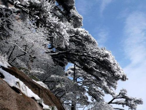 大雪压青松青松挺且直全诗(大雪压青松 青松挺且直 要知松高洁 待到雪化时)-第1张图片-