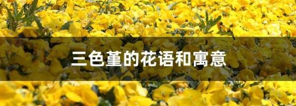 黄色三色堇的花语,紫色三色堇的花语是什么图4