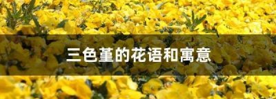 ​黄色三色堇的花语,紫色三色堇的花语是什么