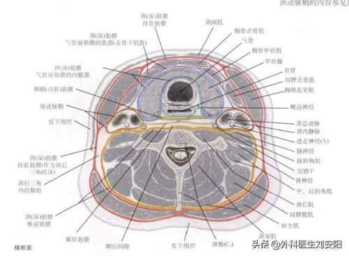 甲状腺低回声结节ti-rads3类_甲状腺低回声结节4a类什么意思-第1张图片-