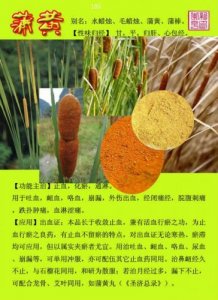 ​蒲黄的功效与作用主要治什么病(蒲黄的功效与作用及副作用)