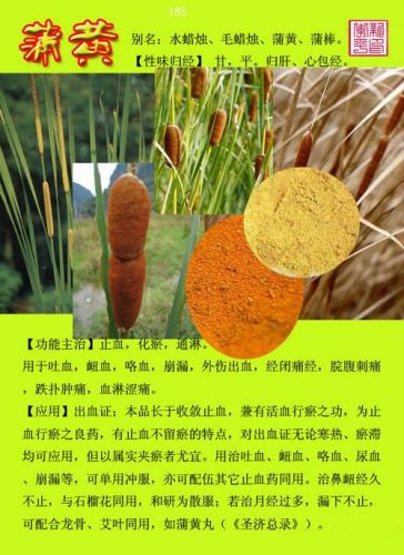 蒲黄的功效与作用主要治什么病(蒲黄的功效与作用及副作用)-第1张图片-