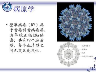 ​登革热病毒是由什么传播的(登革热病毒症状是什么)