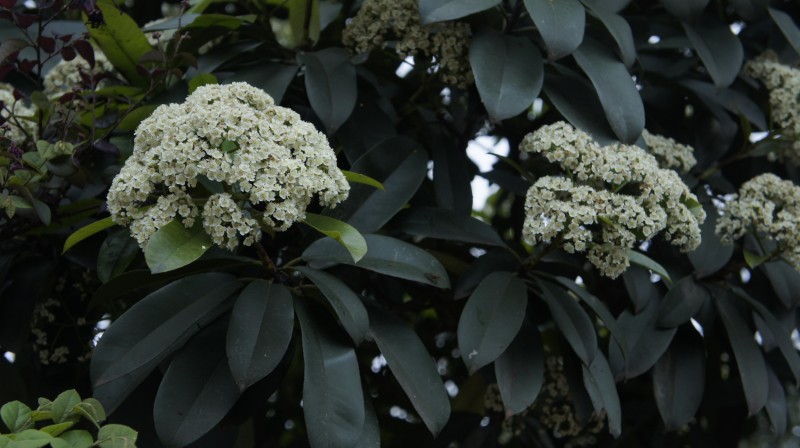 石棉花是什么味道(石楠花的味道像什么)