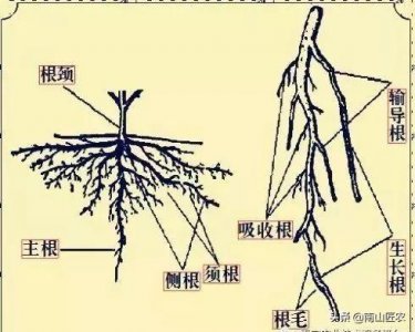 ​须根系的植物有哪些(须根系和直根系的区别)