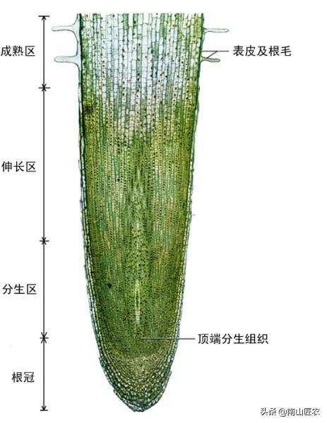 须根系的植物有哪些(须根系和直根系的区别)