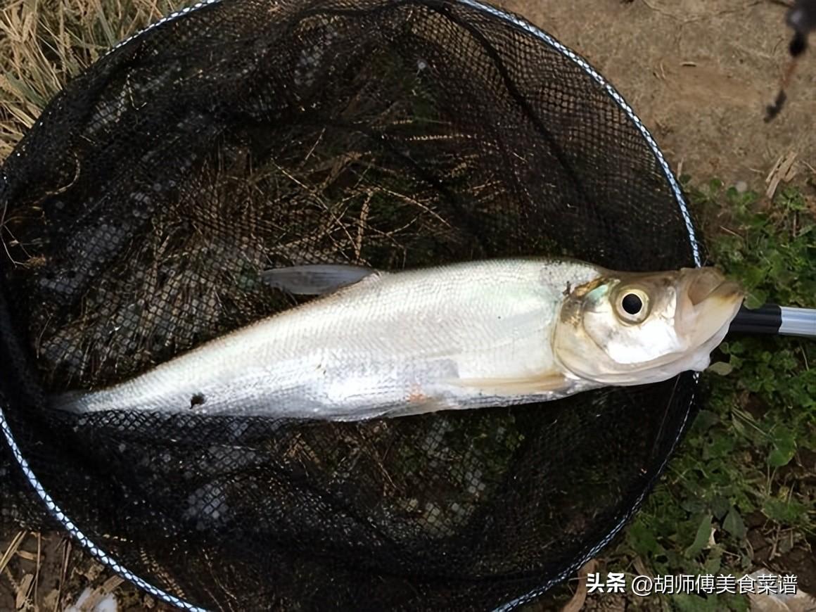 沙塘鳢怎么吃(沙塘鳢多少钱一斤)