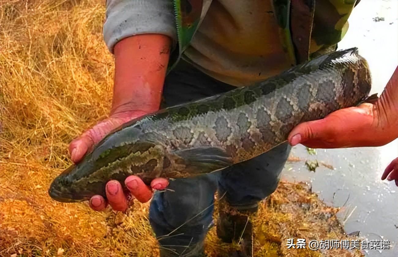 沙塘鳢怎么吃(沙塘鳢多少钱一斤)