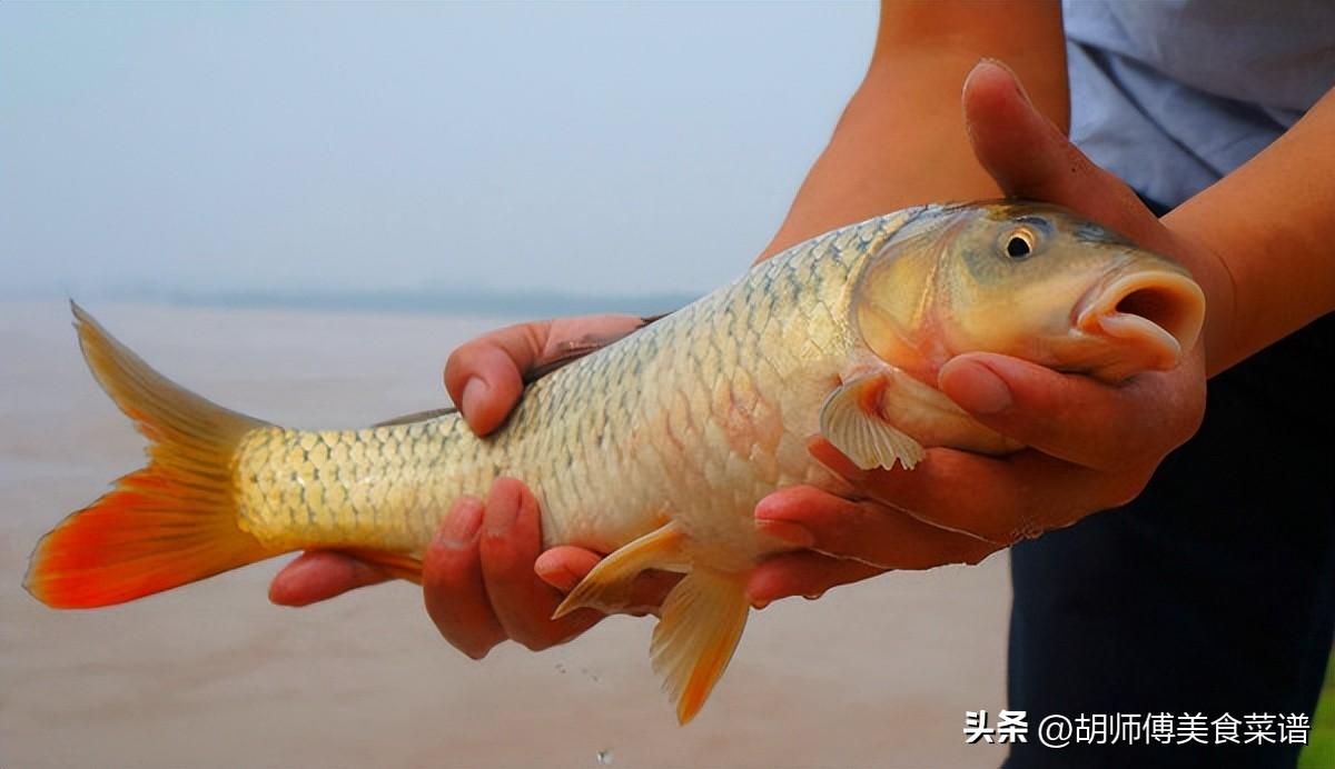 沙塘鳢怎么吃(沙塘鳢多少钱一斤)