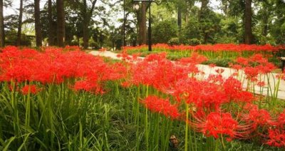 ​世界上最毒的花十大排行，曼珠沙华最毒(代表死亡)