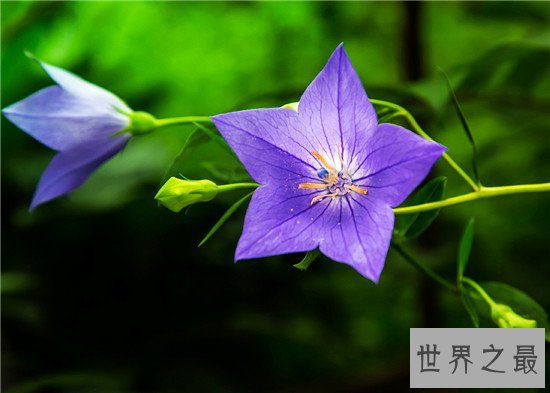 世界上十大名字最优雅的植物，如少女般的樱花优雅如斯