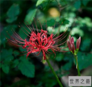 ​世界上十大名字最优雅的植物，如少女般的樱花优雅如斯