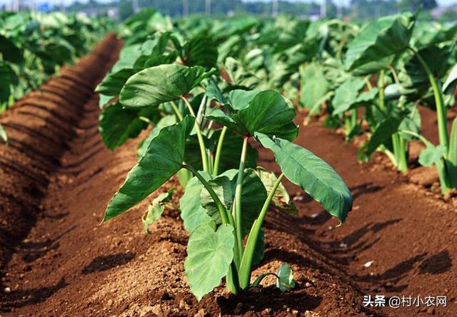 芋头的10种最佳吃法 芋头是1种美味家常菜(4)