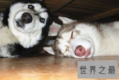 ​大型吃苦耐劳的呆萌忠诚犬，哈士奇价格是多少