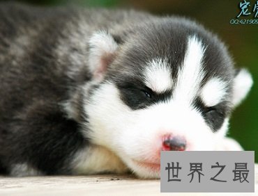 大型吃苦耐劳的呆萌忠诚犬，哈士奇价格是多少