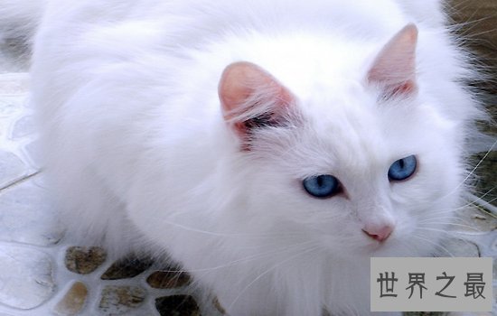 中国土猫有哪些品种  如此温柔可爱的小猫咪叫人爱不释手