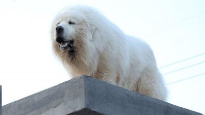 ​大白熊好养吗（白熊犬如何饲养？）