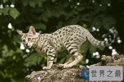 ​世界十大最名贵猫排行榜 最名贵猫介绍