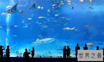 ​世界十大水族馆排名，盘点世界上那些著名的水族馆