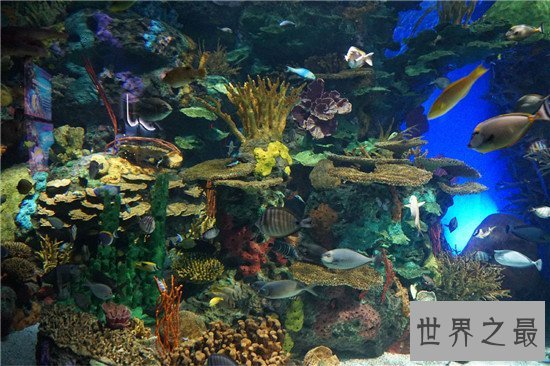 世界十大水族馆排名，盘点世界上那些著名的水族馆