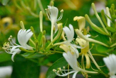 ​金银花的功效与作用 “涝死庄稼旱死草，冻死石榴晒伤瓜，不会影响金银花”。