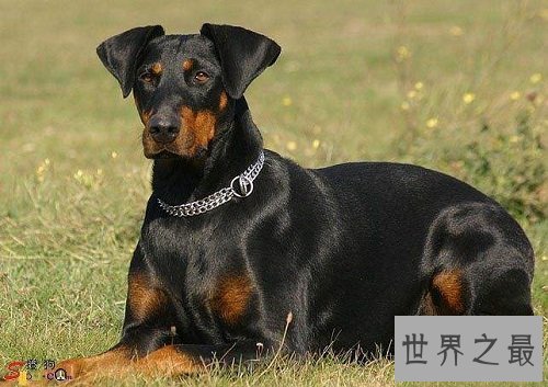 德国杜宾犬生性凶猛，是否适合家庭饲养呢？