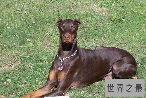 德国杜宾犬生性凶猛，是否适合家庭饲养呢？