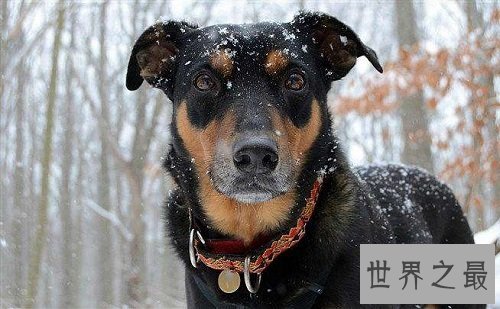 德国杜宾犬生性凶猛，是否适合家庭饲养呢？