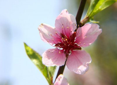 ​桃花的功效与作用 桃花到底可不可以吃？