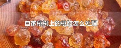 ​桃树长胶是怎么回事怎么治 桃树的桃胶是什么病?