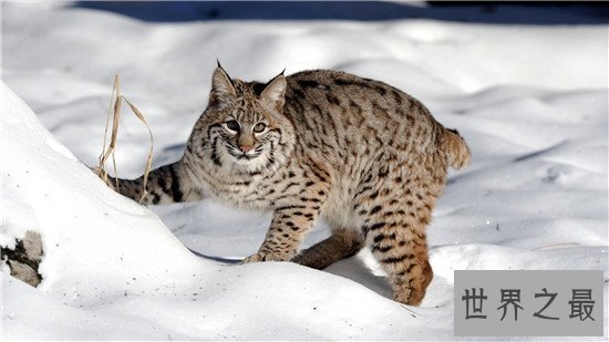 世界十大知名的野猫排行榜，此猫非家猫！