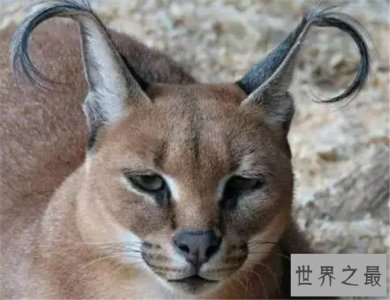 ​世界十大知名的野猫排行榜，此猫非家猫！