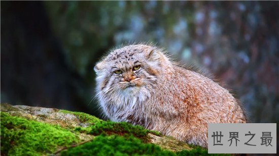 世界十大知名的野猫排行榜，此猫非家猫！