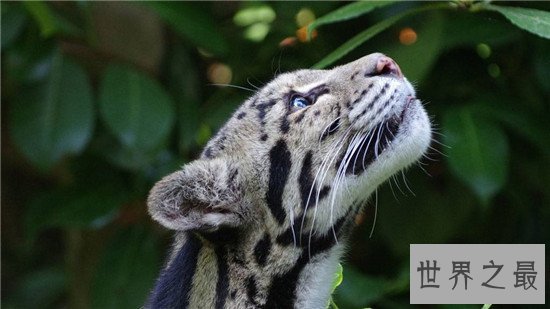 世界十大知名的野猫排行榜，此猫非家猫！